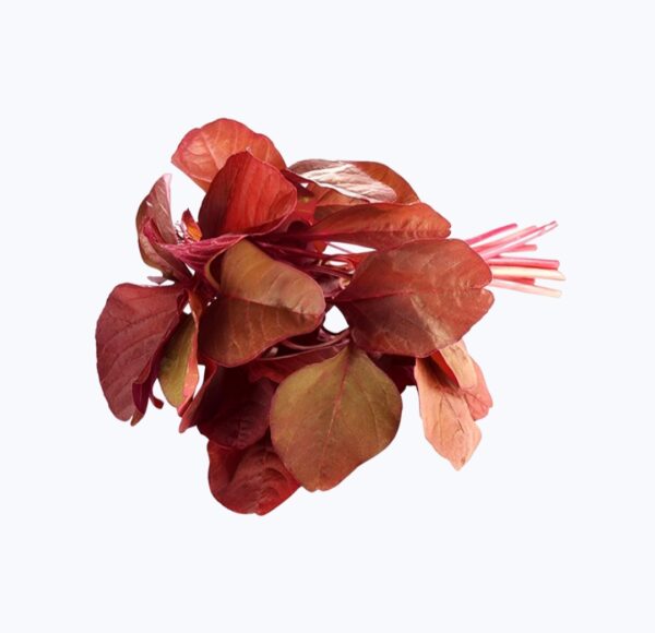 Red Amaranthus Leaves (Lal Shak)